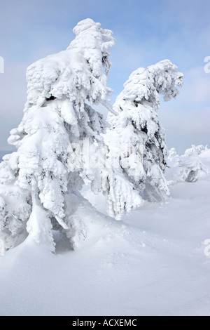 Coperta di neve alberi sul Brocken Foto Stock