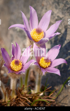 Pulsatilla vulgaris - Comune "Pasque fiori e steli Foto Stock