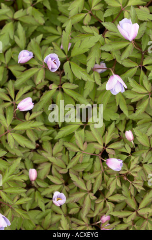 Europeo del legno (Anemone Anemone nemorosa , robinsoniana) fiori e foglie a Kaisaniemi Giardino Botanico, Helsinki, Finlandia, UE Foto Stock