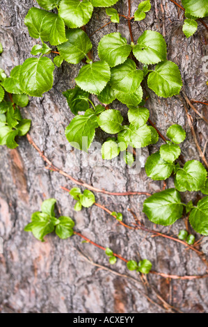 Hydrangea Anomala Petiolaris - Arrampicata Ortensie Foto Stock