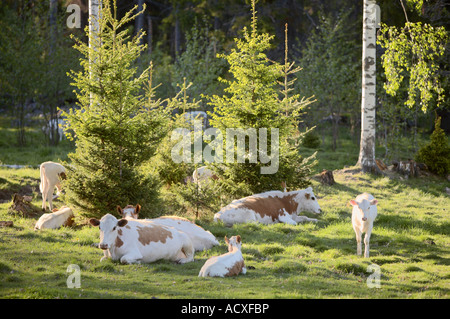 Il pascolo di bestiame nel parco di Uutela, Vuosaari, Helsinki, Finlandia Foto Stock