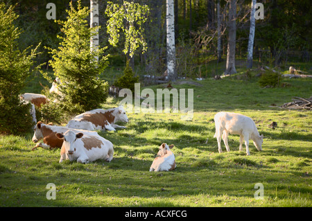 Il pascolo di bestiame nel parco di Uutela, Vuosaari, Helsinki Foto Stock