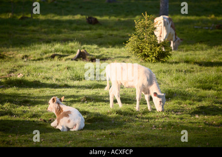 Il pascolo di bestiame nel parco di Uutela, Vuosaari, Helsinki Foto Stock