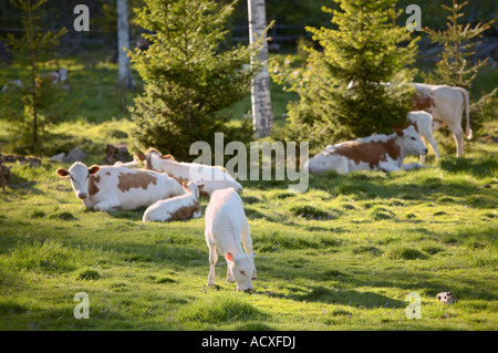 Il pascolo di bestiame nel parco di Uutela, Vuosaari, Helsinki Foto Stock