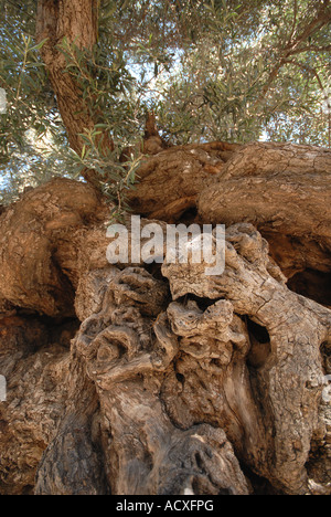 Creta tre mila anni vecchio Olivo in Ano Vouves nella provincia di Hania Foto Stock