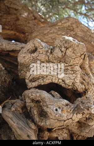 Creta tre mila anni vecchio Olivo in Ano Vouves nella provincia di Hania Foto Stock