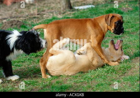 Cuccioli Foto Stock