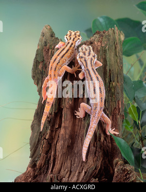 Chiedo Gecko / rana gigante occhio Gecko Foto Stock