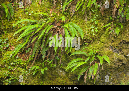 Comune (Polypody Polypodium vulgare) cresce su moss banca coperto Foto Stock