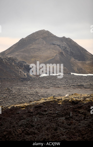 Pecore sul campo lavico a Hverarönd - Namafjall Hverir area geotermale vicino Krafla, Myvatn area, Islanda Foto Stock