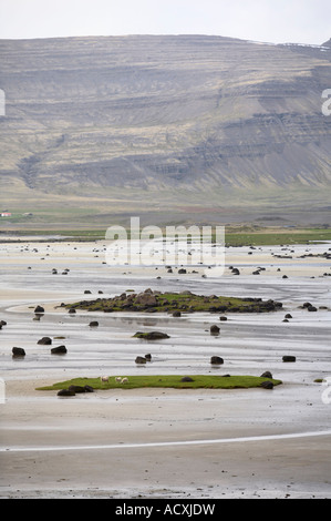 Pecore al pascolo sulle isolette durante la bassa marea, BarÐaströnd, Barðastrandarsýsla, West fiordi, Islanda Foto Stock