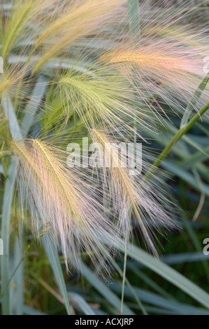 Leymus arenarius - Lyme fioritura di erba Foto Stock