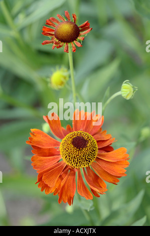 Helenium autumnale - Comune Sneezeweed fiori e boccioli Foto Stock