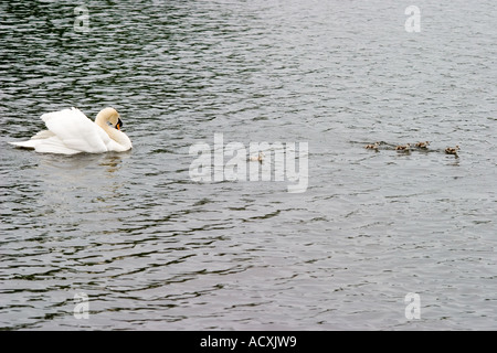 Oche egiziane goslings provare a nuotare lontano in Richmond Park durante un attacco letale da cigno maschio Foto Stock