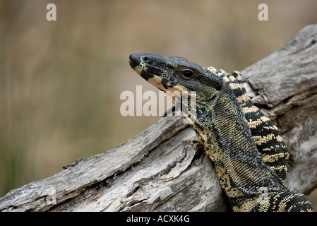 Goanna monitor pizzo mette il suo braccio e nonchalantly poggia su un log senza una cura nel mondo Foto Stock