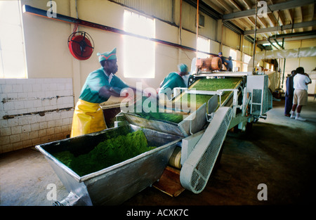 Cisterne di prodotti trasformati a base di fresche foglie di tè lungo un nastro trasportatore nella lavorazione del tè factory Kericho Kenya Foto Stock