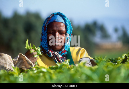 Close up di tè Plucker nel profondo la piantagione di tè Kericho Kenya Brooke Bond Tea Foto Stock