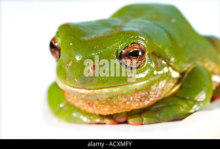 Un grosso ranocchio verde litoria caerula un contatto ravvicinato e personale Foto Stock