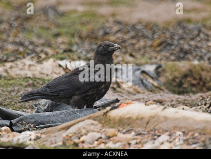 CARRION CROW (Corvus corone) lavaggio sulla linea costiera. Foto Stock