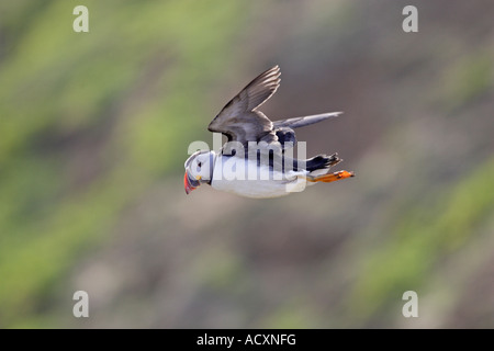 Puffin in volo su una scogliera Foto Stock