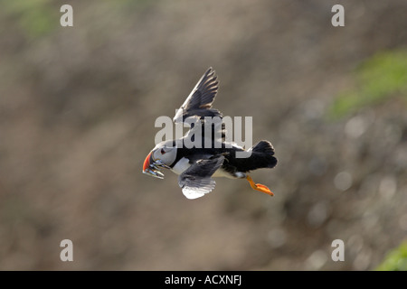 Puffin in volo su una scogliera con cicerelli Foto Stock