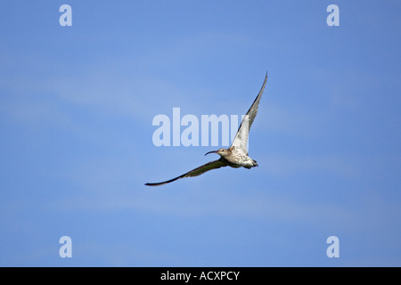 Curlew in volo Foto Stock