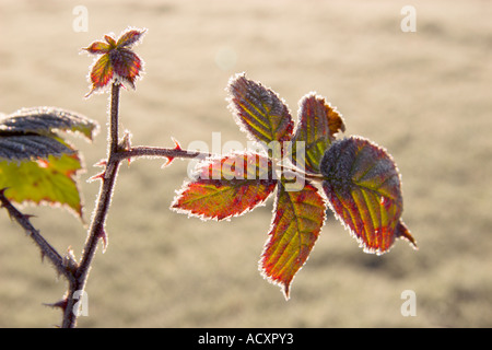 Rovo gelo inverno Foto Stock