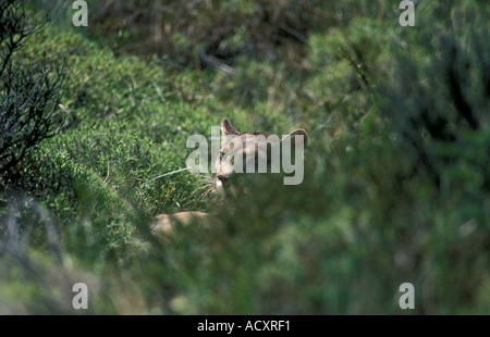 Wild femmina Puma Patagonia in appoggio di nascondersi dietro bush Foto Stock