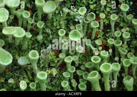 Verde pallido licheni crescono su un vecchio albero morto il moncone Foto Stock