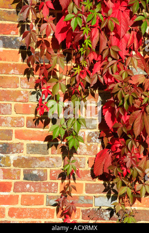 Le foglie di Virginia superriduttore cambiare colore come approcci di autunno Foto Stock