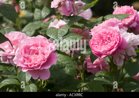 Rosa Gertrude Jekyll 'Ausbord fioriture dei fiori Foto Stock