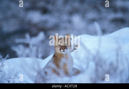 Patagonia selvatici puma cub seduta nella neve, Cile Foto Stock