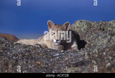 Totalmente Selvaggio Puma Patagonia cub poggiante sulla roccia, Cile Foto Stock