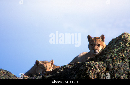 2 totalmente selvaggio di Patagonia cuccioli di Puma in appoggio sulle rocce Foto Stock