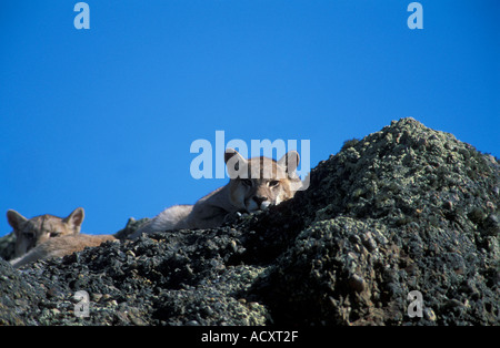 2 totalmente selvaggio di Patagonia cuccioli di Puma restingon rock. Foto Stock