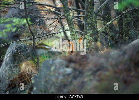 Red Fox nascondere dietro la roccia nella parte meridionale del bosco di faggio Foto Stock