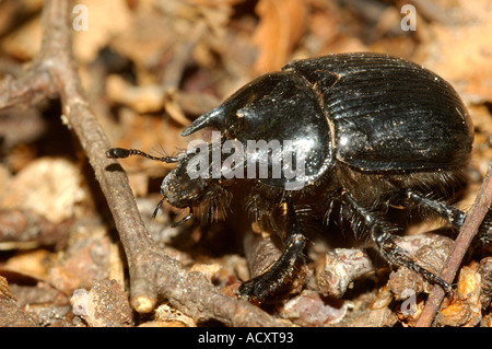 Minotauro Dung Beetle su Greenham Common Riserva Naturale Foto Stock