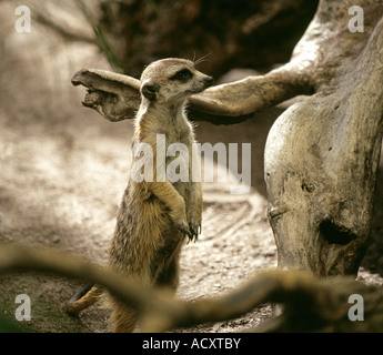 Il meerkat o suricate Suricata suricatta è un piccolo mammifero e di un membro della famiglia mangusta Foto Stock