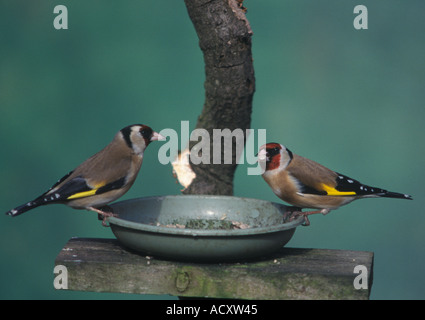 Una coppia di Goldfinchs (Carduelis carduelis) su un bird feeder tabella nel Regno Unito Foto Stock