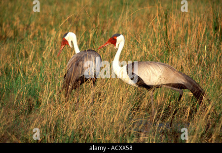 Bugeranus carunculatus Foto Stock