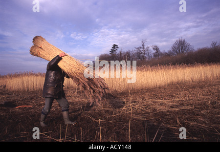 La Thatcher ance di raccolta dalle rive del fiume Deben, Ramsholt, Suffolk, Regno Unito. Foto Stock