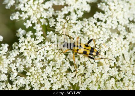 Strangalia maculata, un tipo di Longhorn beetle, sul selvaggio fiore di carota Foto Stock