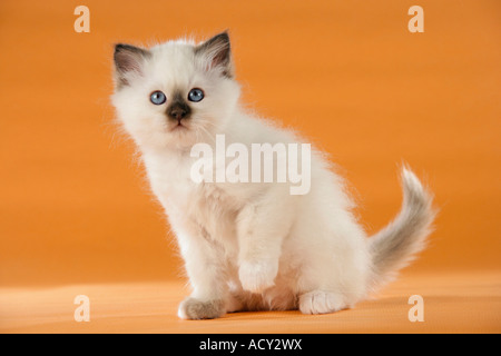 Gatti Sacri di Birmania - kitten - seduta Foto Stock