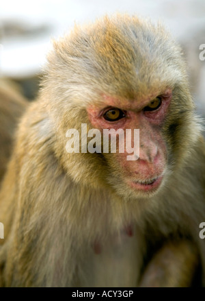 Monkey.Swayambhunath Stupa.Kathmandu.Nepal Foto Stock