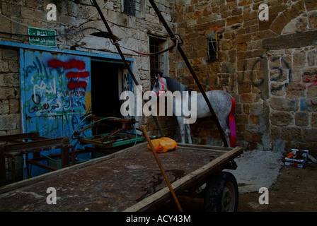 Un cavallo in akko, Israele Foto Stock