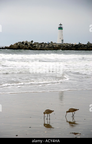 In marmo Godwits alimentando il surf a Santa Cruz, in California. Foto Stock