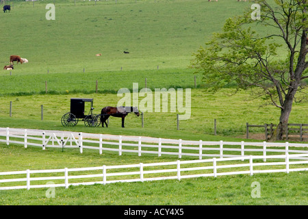 Fattoria Amish con cavallo e buggy nei pressi di Berlino, Ohio. Foto Stock