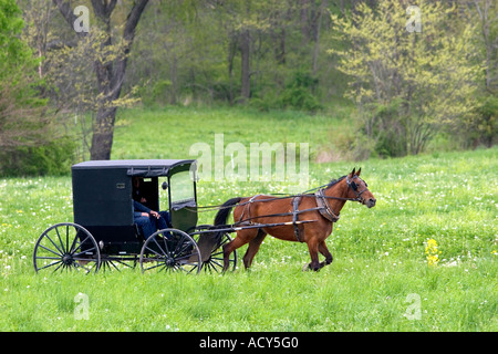 Cavallo Amish e buggy nei pressi di Berlino, Ohio. Foto Stock