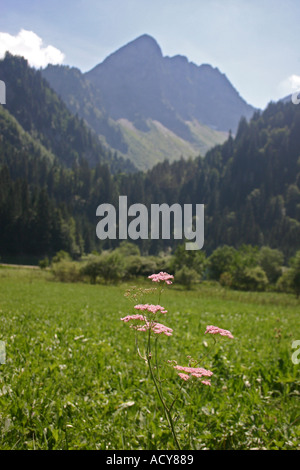 Montagne del Chablais campagna a Les Plagnes vicino Abondance Haute Savoie Francia Foto Stock