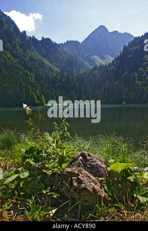 Montagne del Chablais campagna a Les Plagnes vicino Abondance Haute Savoie Francia Foto Stock